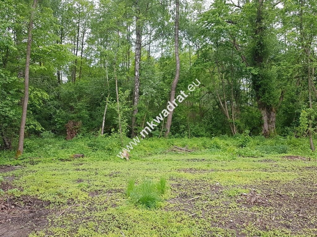 Działka rolna Korabiewice. Zdjęcie 5