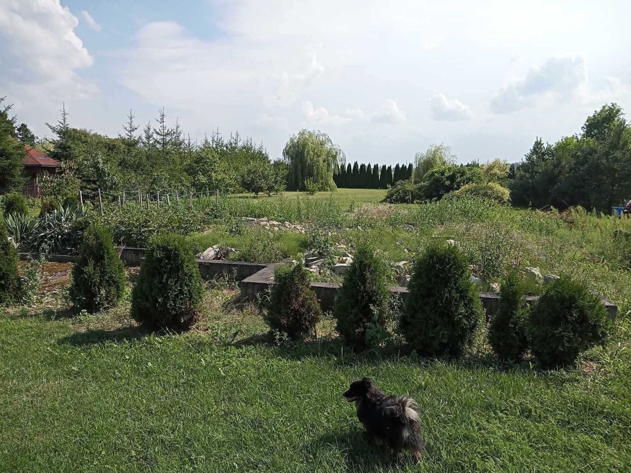 Działka budowlana Wierzbowo. Zdjęcie 7