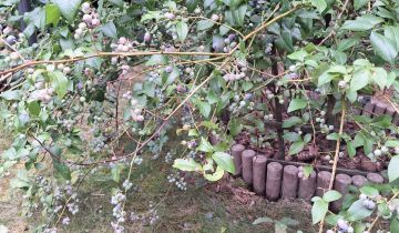 Działka rod Władysławów