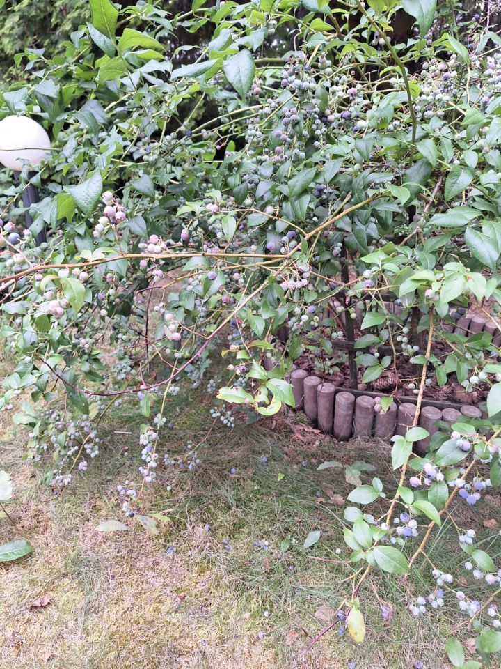 Działka rod Władysławów. Zdjęcie 2