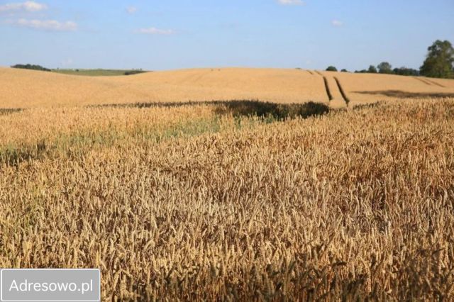 Działka rolna Kurowo-Parcele. Zdjęcie 1
