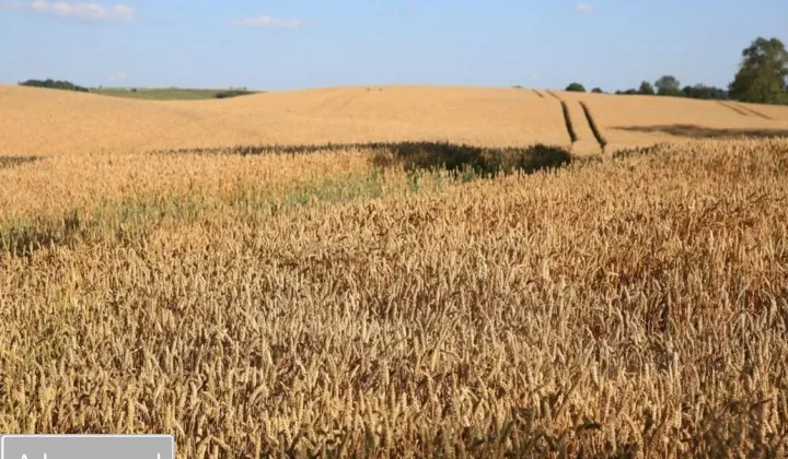 Działka rolna Kurowo-Parcele