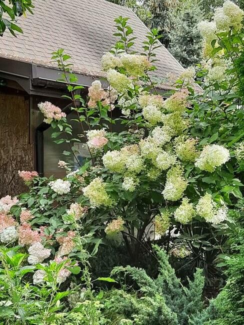 Działka rolno-budowlana Sierzchowy. Zdjęcie 3