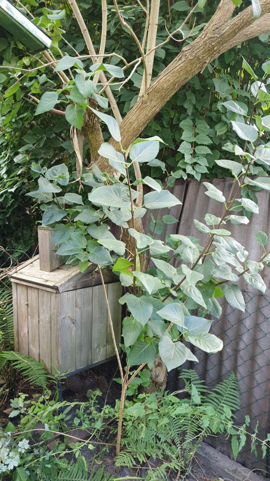 Działka rod Warszawa Wawer, ul. Borowiecka. Zdjęcie 10