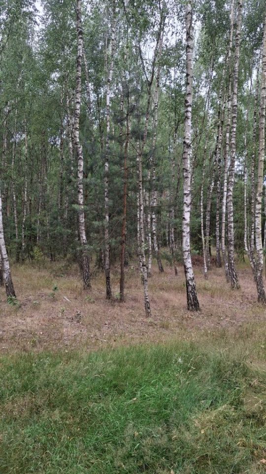 Działka inna Zarzęcin. Zdjęcie 4