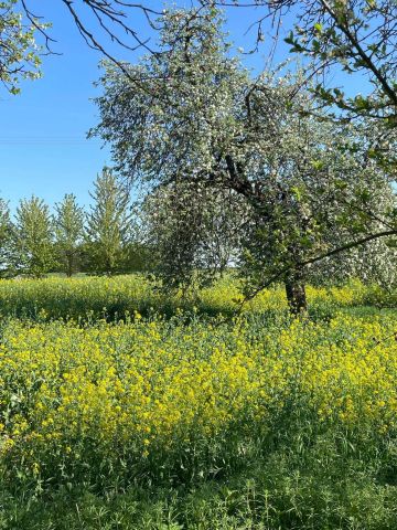 Działka budowlana Jabłonna Druga. Zdjęcie 1