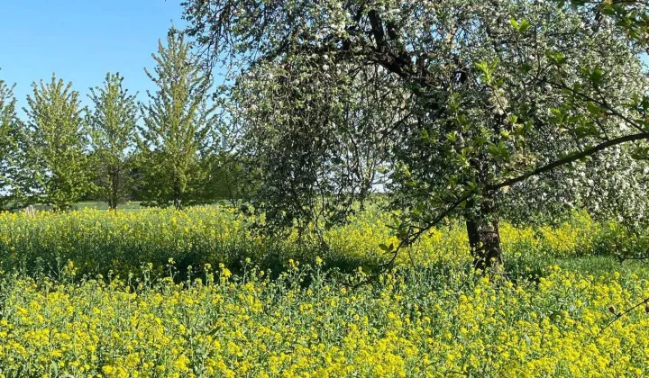 Działka budowlana Jabłonna Druga