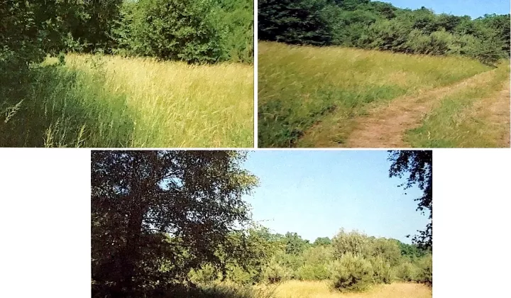 Działka rolna Byków, ul. Rolnicza