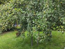 Działka rod Będzin Górki Małobądzkie, ul. Małobądzka. Zdjęcie 4