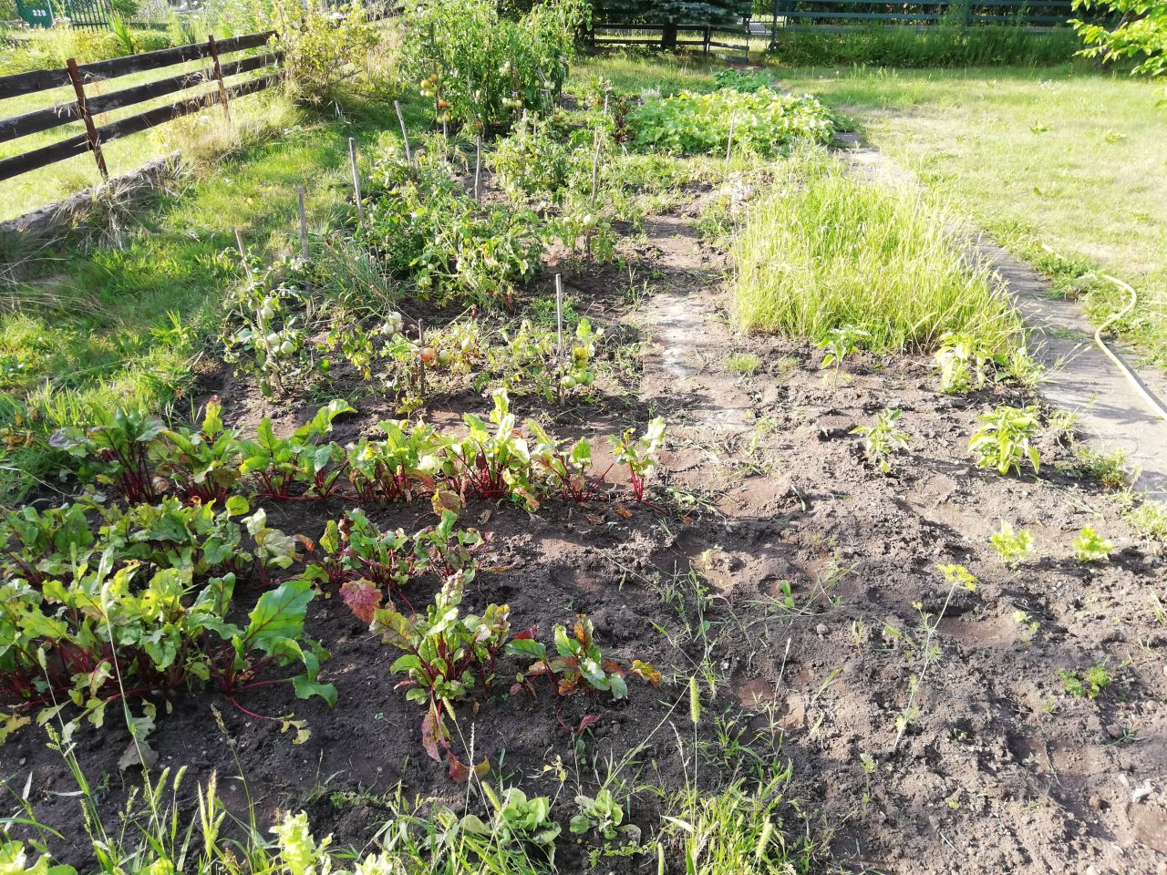 Działka rod Białystok Pieczurki, ul. Piastowska. Zdjęcie 3