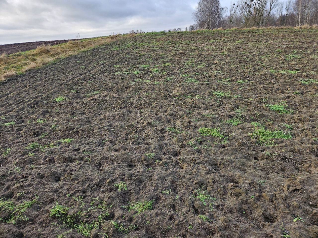 Działka budowlana Zwierzewo. Zdjęcie 4