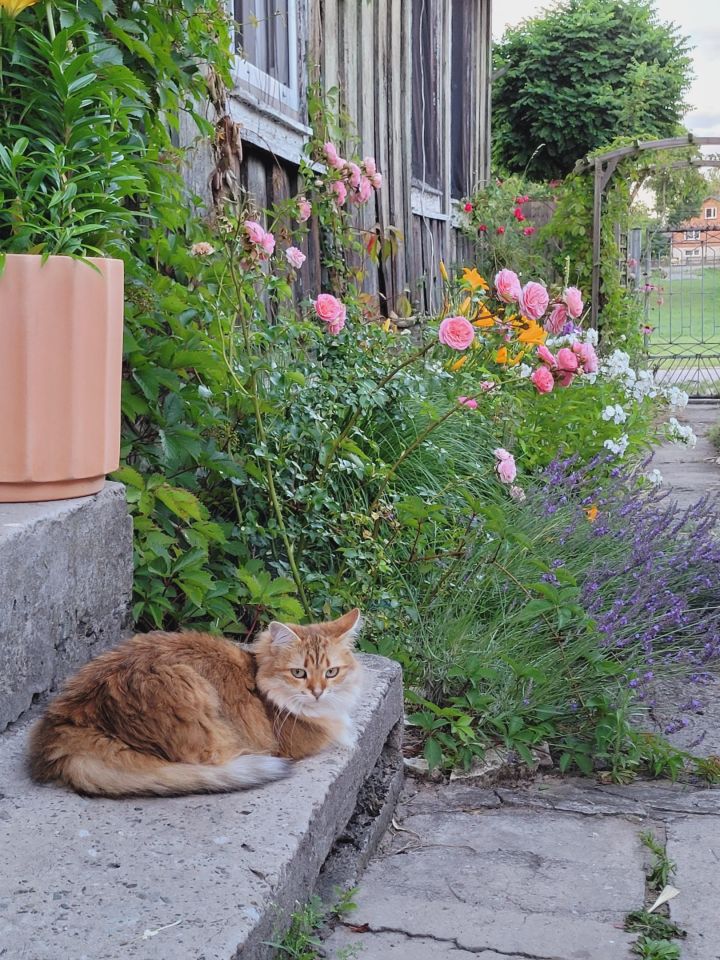 dom wolnostojący, 2 pokoje Włodowice, N. Zdjęcie 66