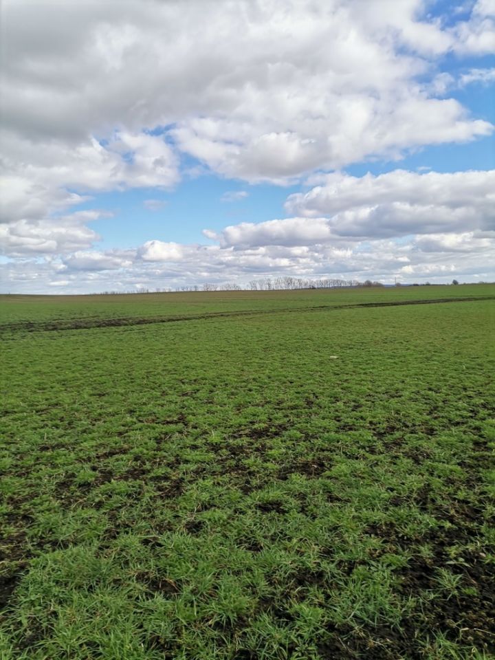 Działka rolna Będargowo. Zdjęcie 3