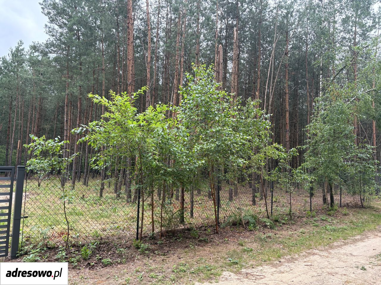 Zdjęcie 5