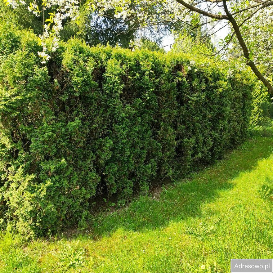 Działka rod Zabierzów. Zdjęcie 11