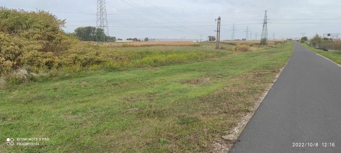 Działka rolna Gołuski. Zdjęcie 5