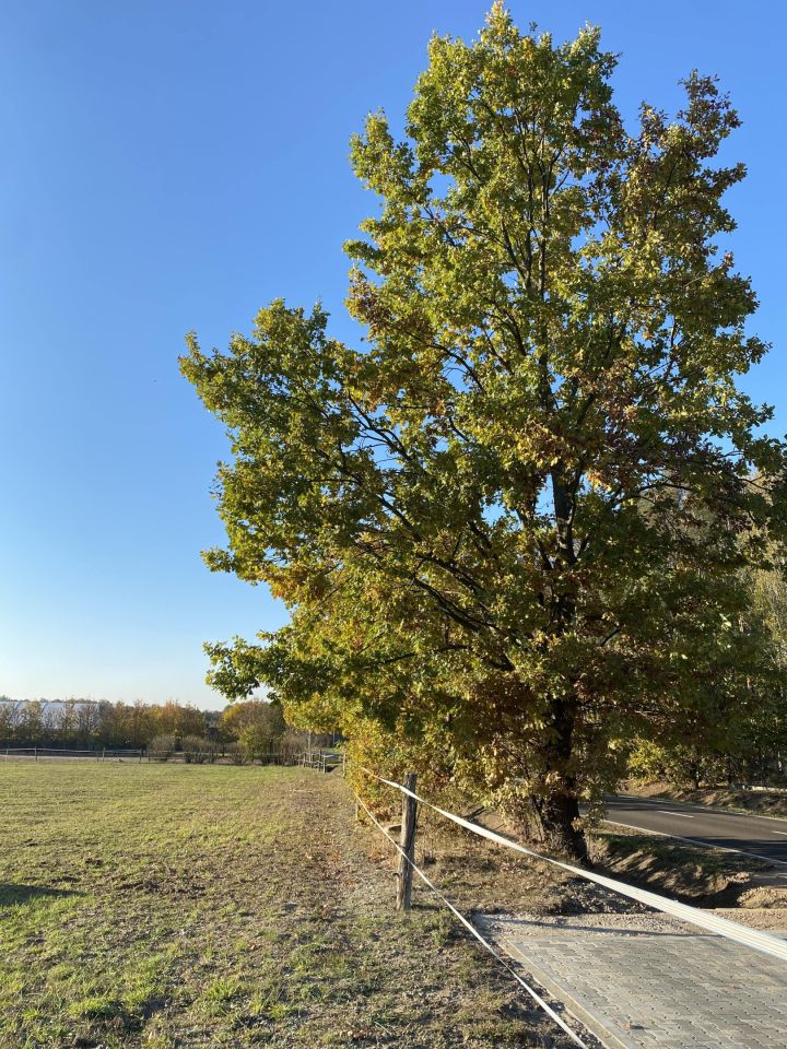 Działka budowlana Zalesie Borowe. Zdjęcie 9