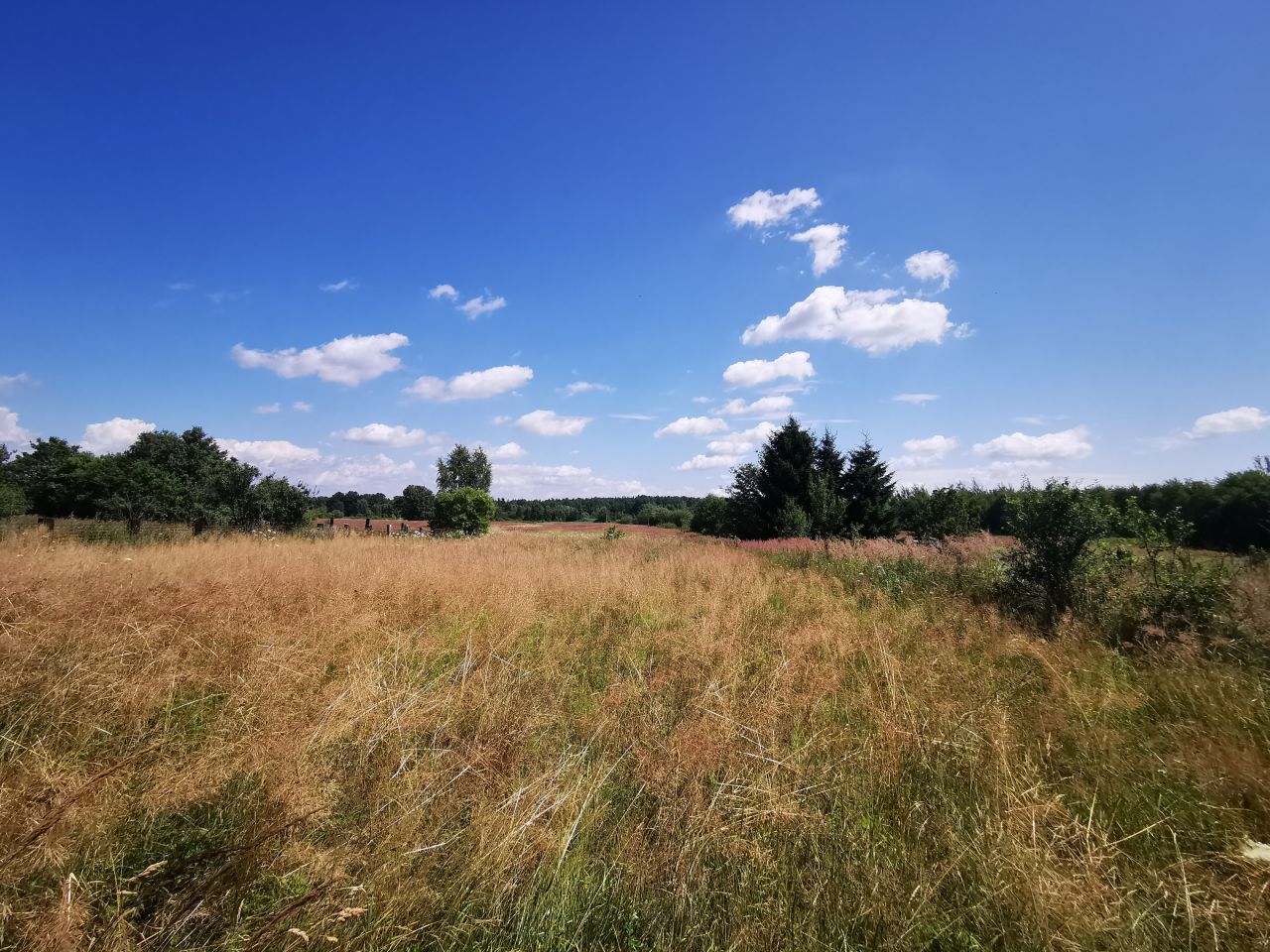 Działka rolno-budowlana Gozdnica, ul. Witosa. Zdjęcie 14