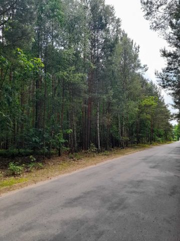 Działka leśna Dorszyn. Zdjęcie 1