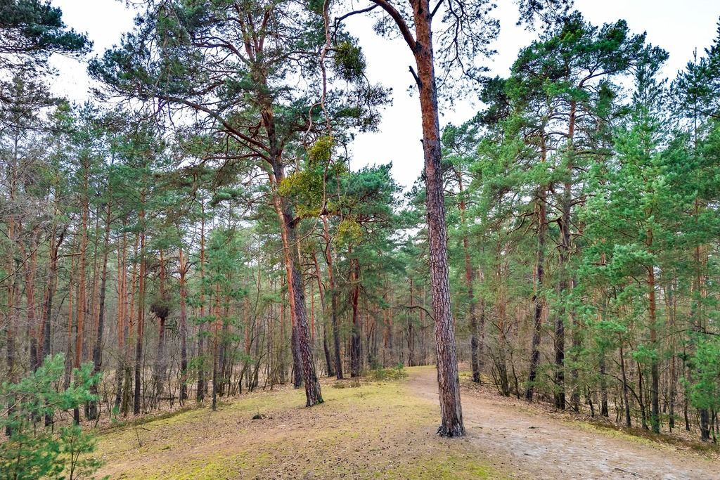 Lokal Otwock, ul. Bolesława Chrobrego. Zdjęcie 10
