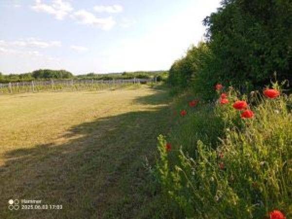 Działka rolno-budowlana Tchórzno. Zdjęcie 8