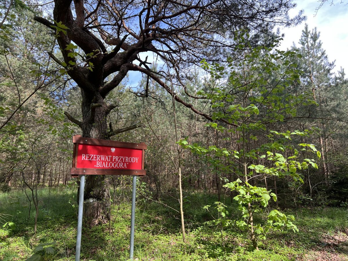 Działka inwestycyjna Białogóra, ul. Morska. Zdjęcie 8