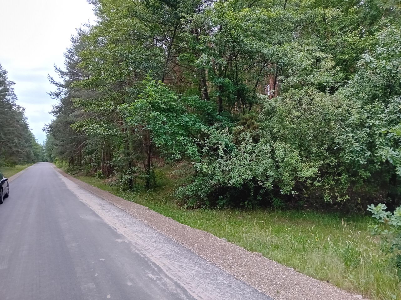 Działka leśna Jabłonowiec. Zdjęcie 5