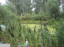 Działka budowlana Stare Koziminy. Zdjęcie 2