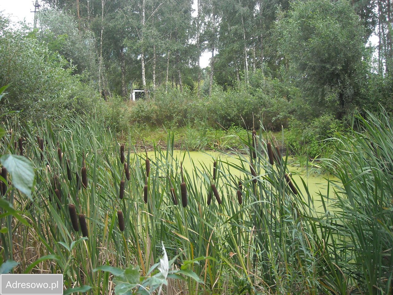 Działka budowlana Stare Koziminy. Zdjęcie 3