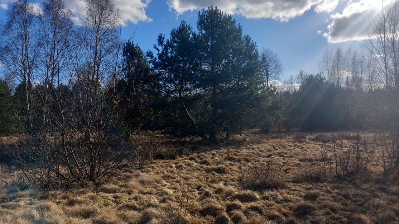 Działka rolna Zielona Góra Jarogniewice, ul. Jarogniewice. Zdjęcie 2