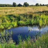 Działka rekreacyjna Dzierżenin. Zdjęcie 4