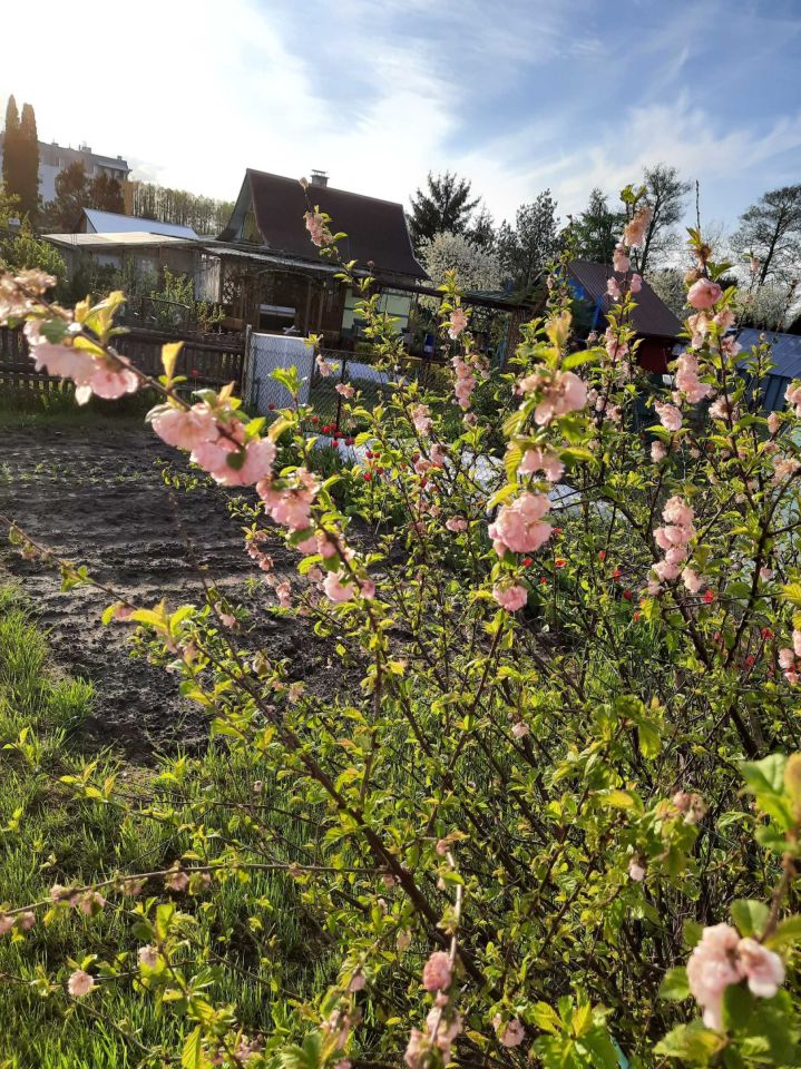 Działka rod Białystok Wygoda, ul. 42 Pułku Piechoty. Zdjęcie 4