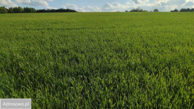 Działka budowlana Kiełkowice, ul. Karlińska. Zdjęcie 1