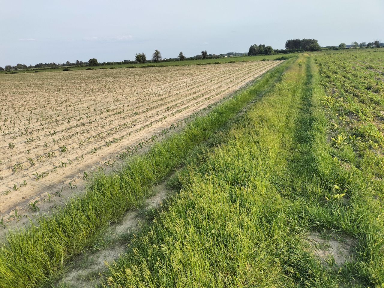 Działka rolna Wola Miedniewska. Zdjęcie 5