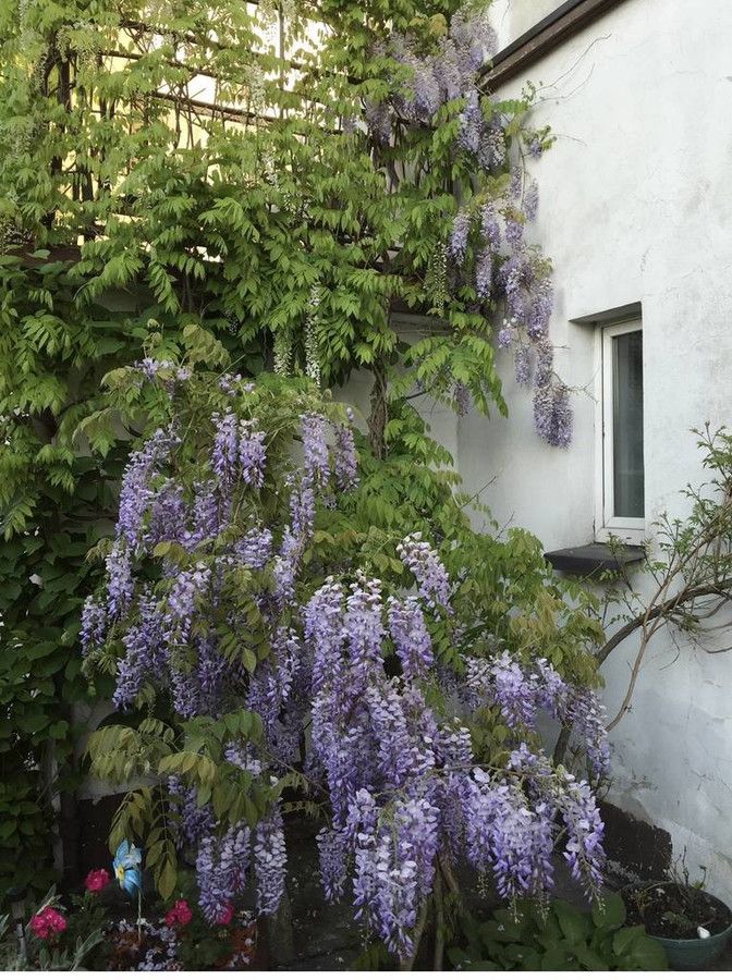 kamienica, 8 pokoi Racibórz, ul. Rudzka. Zdjęcie 2