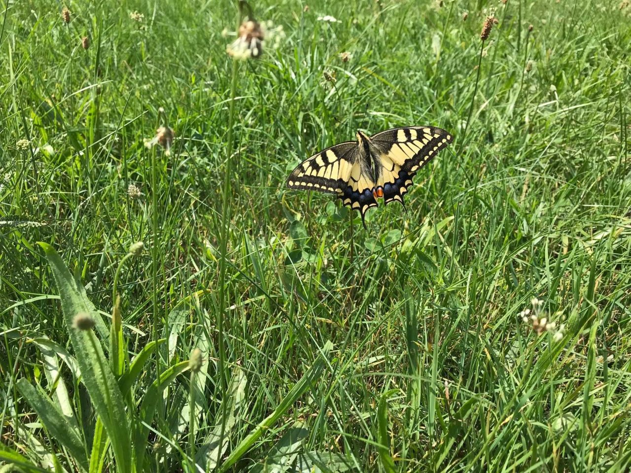 Działka rekreacyjna Stary Strachocin. Zdjęcie 6