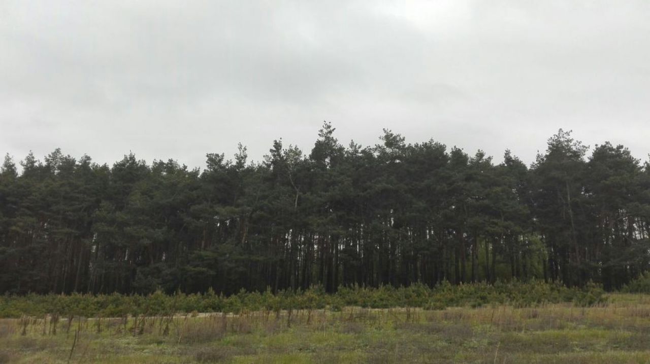 Działka leśna Bałdrzychów. Zdjęcie 4