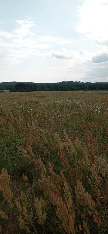 Działka rolna Gnieździska. Zdjęcie 6