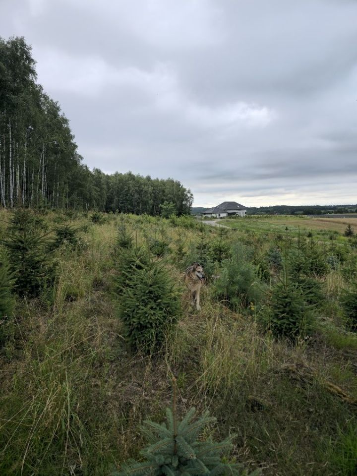 Działka budowlana Czernikowo. Zdjęcie 8
