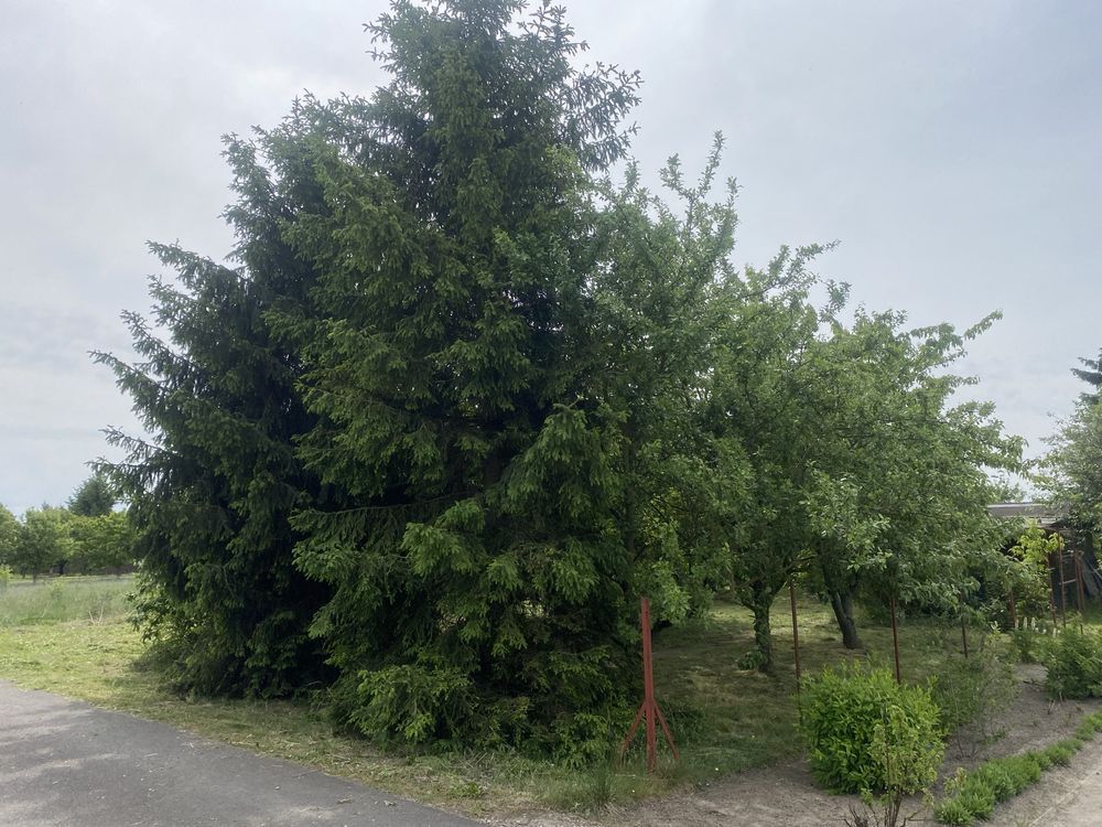 Działka rod Szymanów. Zdjęcie 4