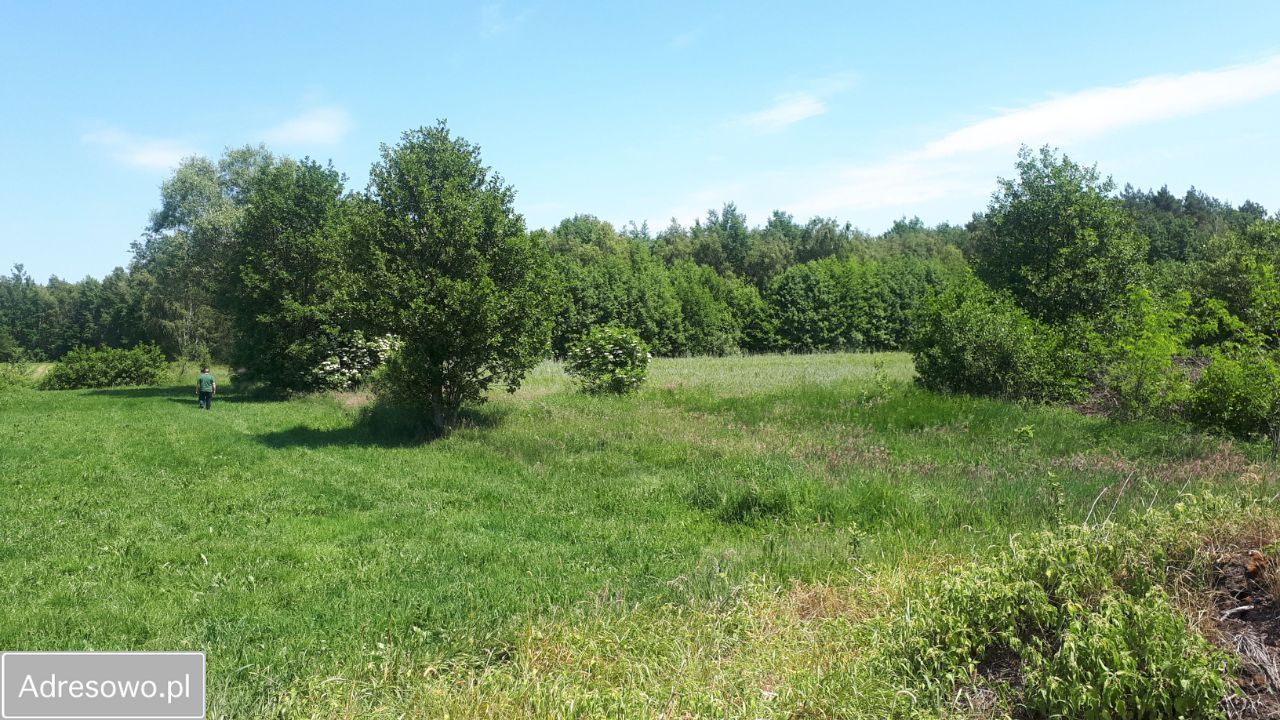 Działka rolna Pijawnia. Zdjęcie 10