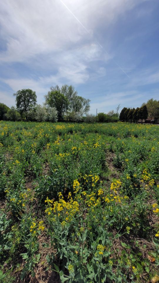Działka rolno-budowlana Michałów. Zdjęcie 9