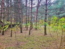 Działka rekreacyjna Osłonin, ul. Leśna. Zdjęcie 4