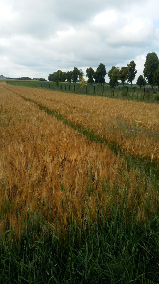 Działka budowlana Orzyc. Zdjęcie 2