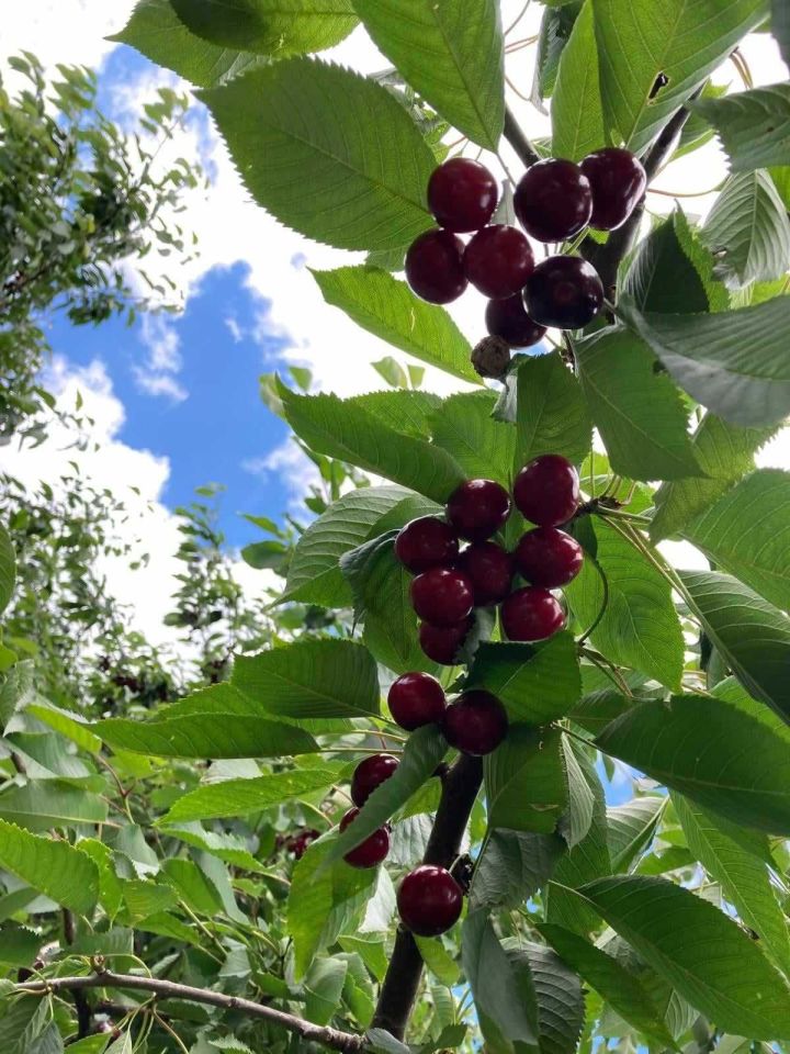 Działka rod Niekłonice. Zdjęcie 3