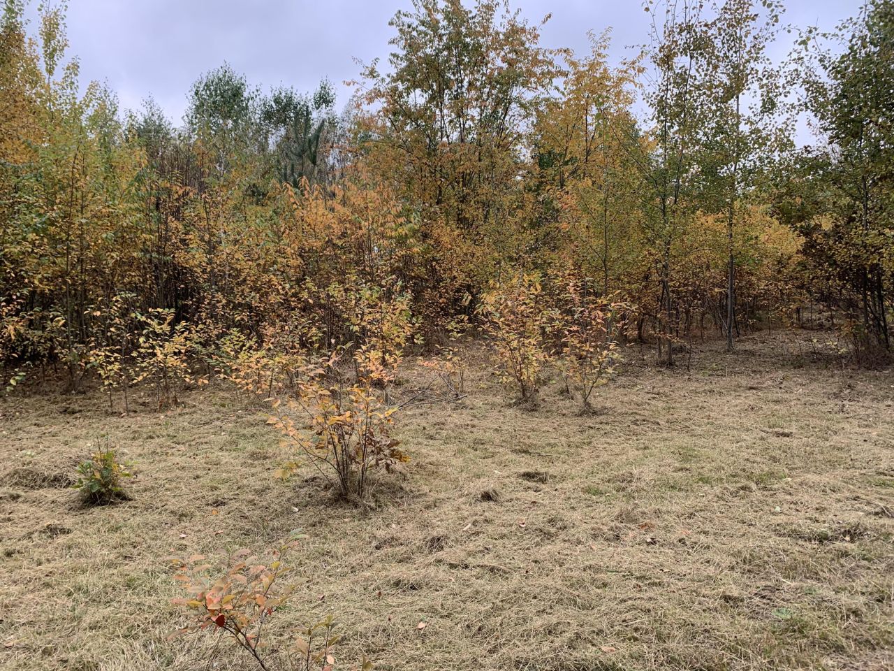 Działka budowlana Cychry. Zdjęcie 15