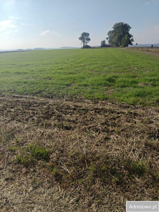 Działka budowlana Piotrówek. Zdjęcie 4