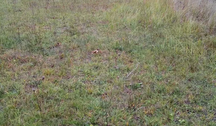 Działka rolno-budowlana Trzebicz Nowy