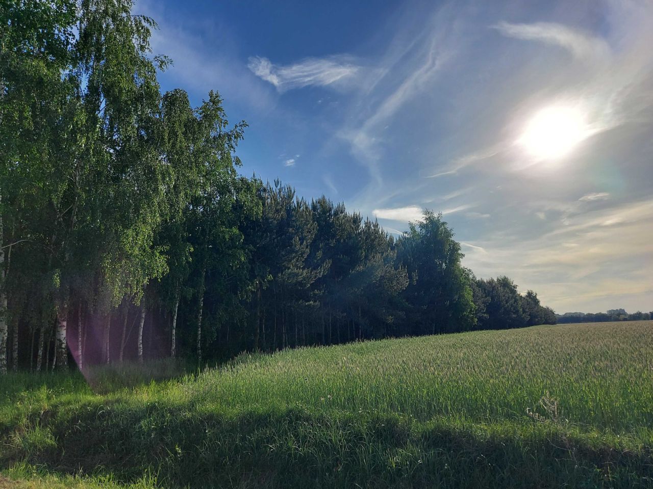 Działka leśna Zakrzewo-Parcele. Zdjęcie 7