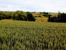 Działka budowlana Nowa Wieś Malborska. Zdjęcie 2